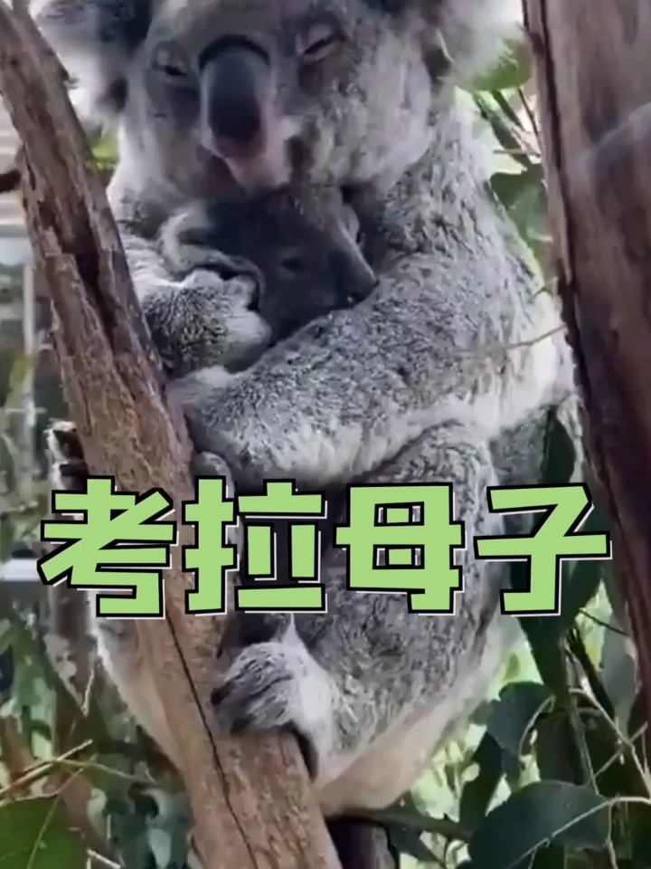 桉树叶纤维粗很难消化,营养较低,考拉抱着树睡觉节省体力-度小视