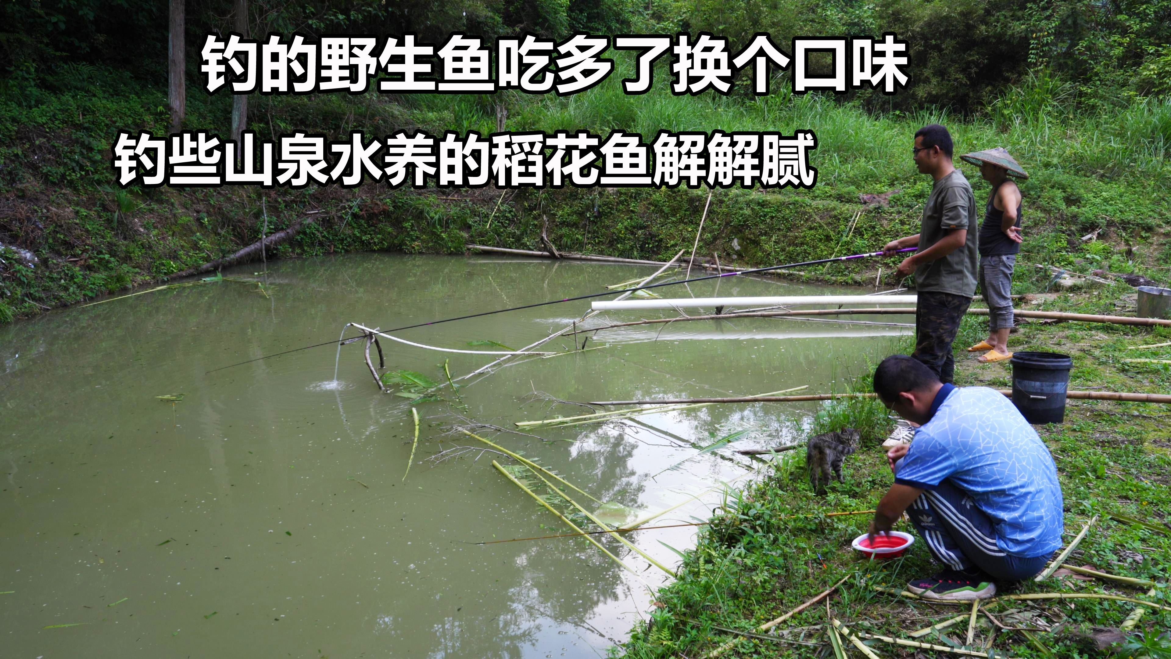 野钓的鱼吃腻了,今天搞点山泉水养的稻花鱼尝尝鲜,猛干几大碗