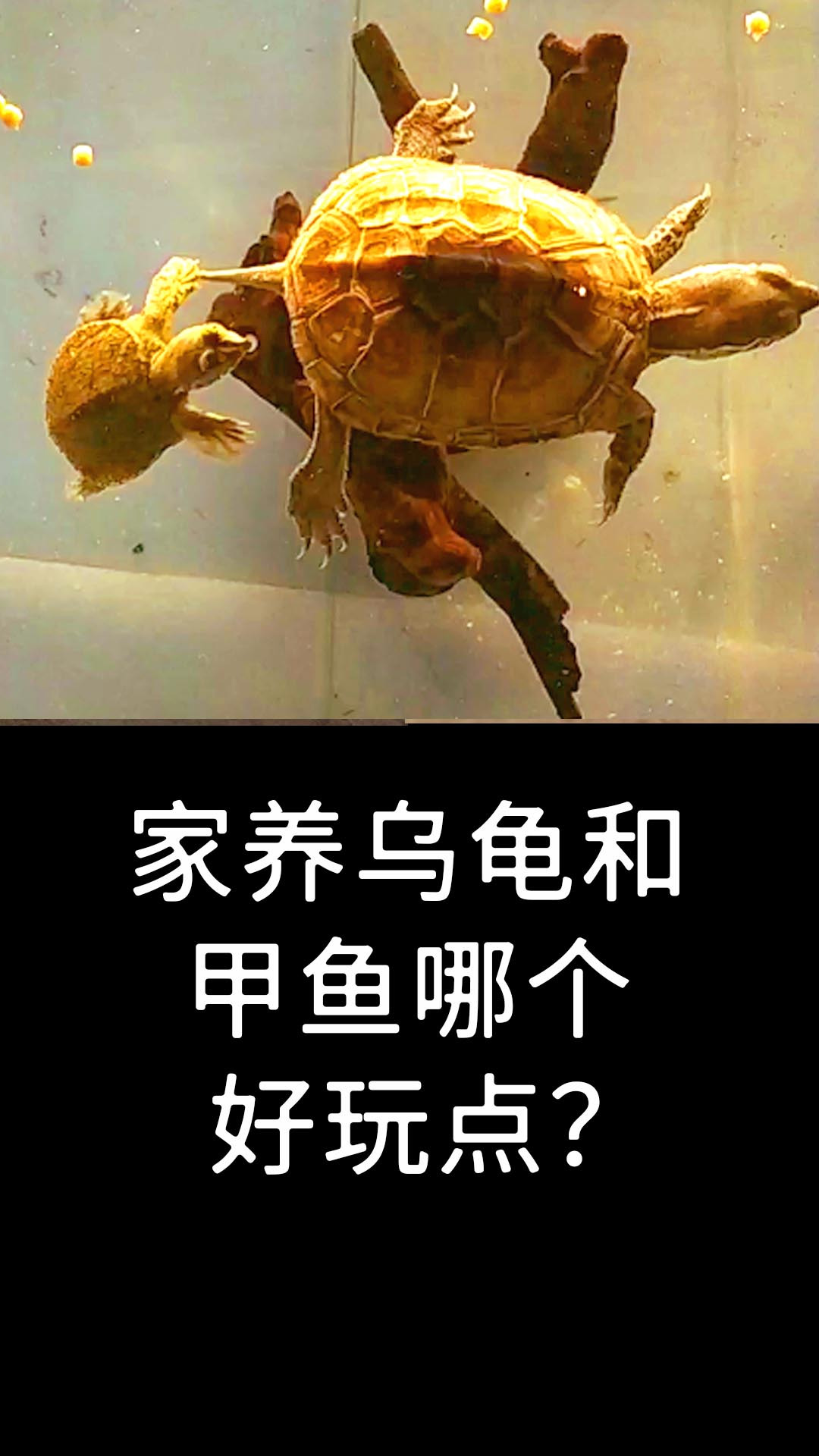 小乌龟和小甲鱼哪个好玩点