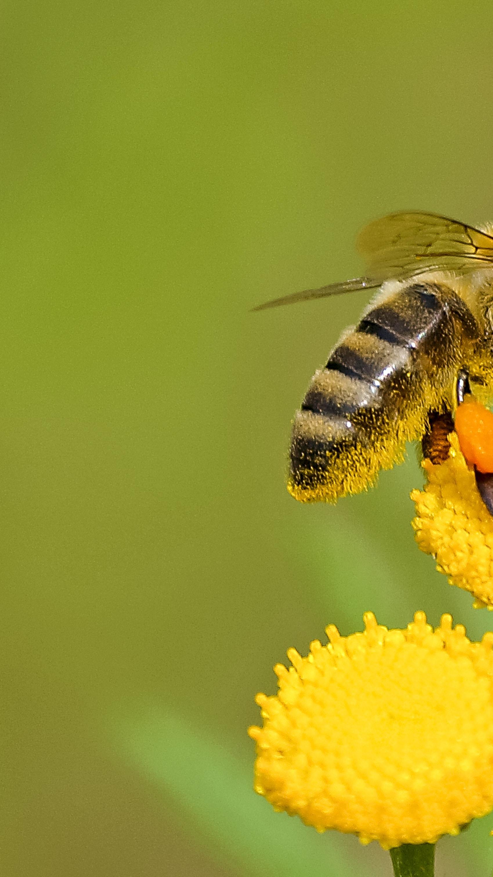 小学生必背古诗文之《蜂》—罗隐