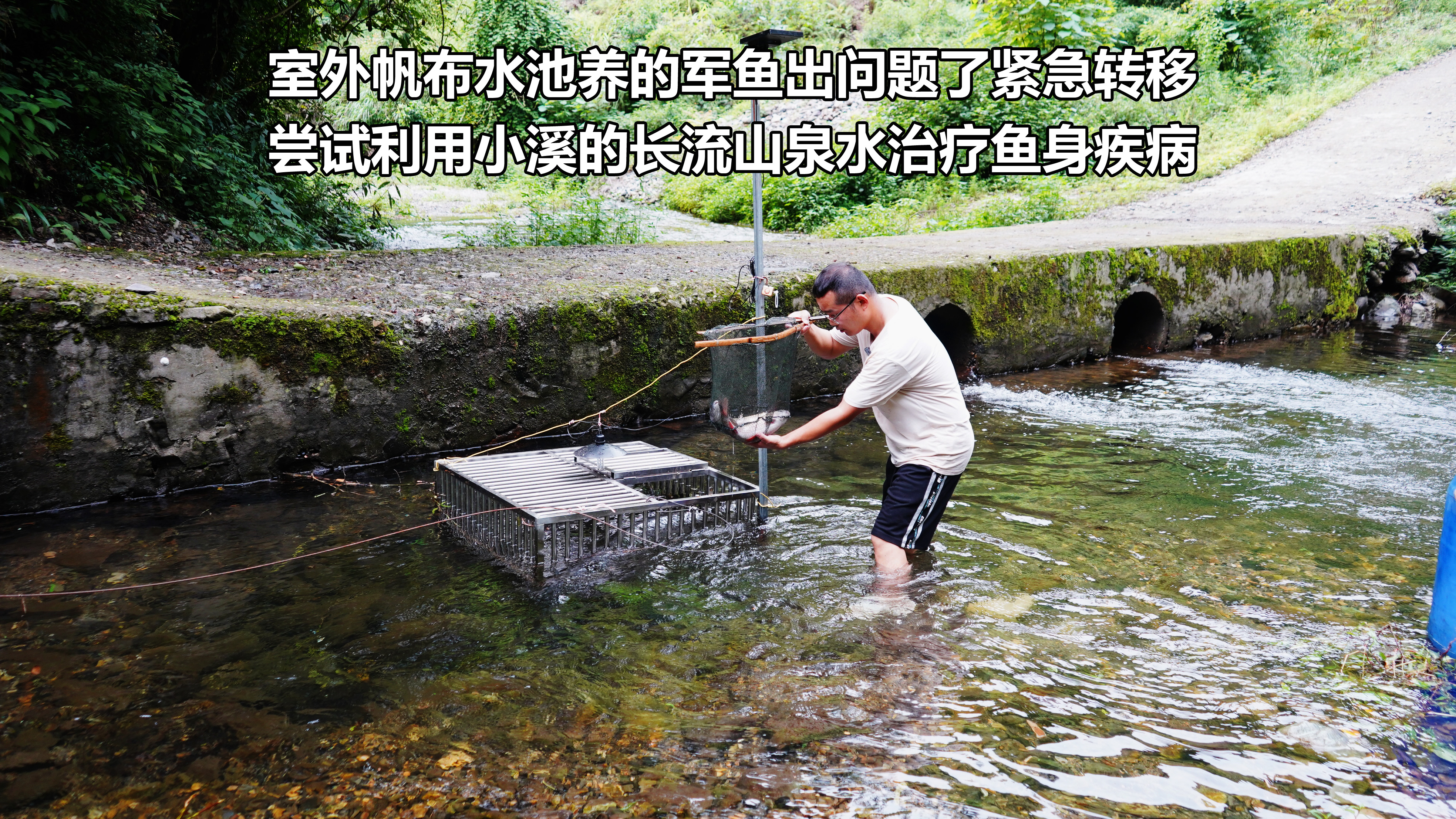帆布水池养鱼第70天,军鱼大面积感染,转移到铁笼用自然溪流治病