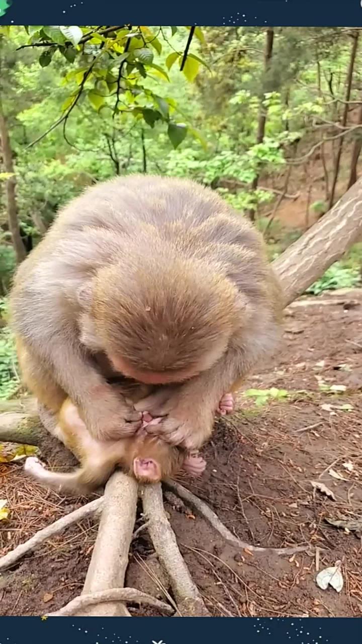 猴宝宝都走了几天了