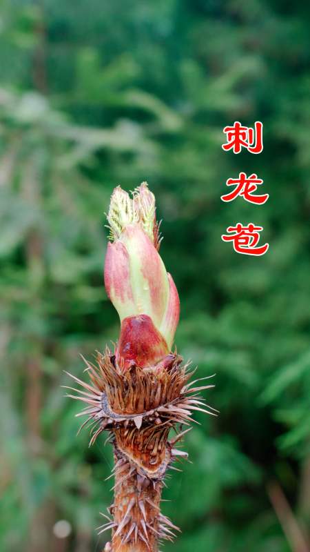 刺龙苞浑身长满刺的野菜更被称作天下第一珍你吃过吗