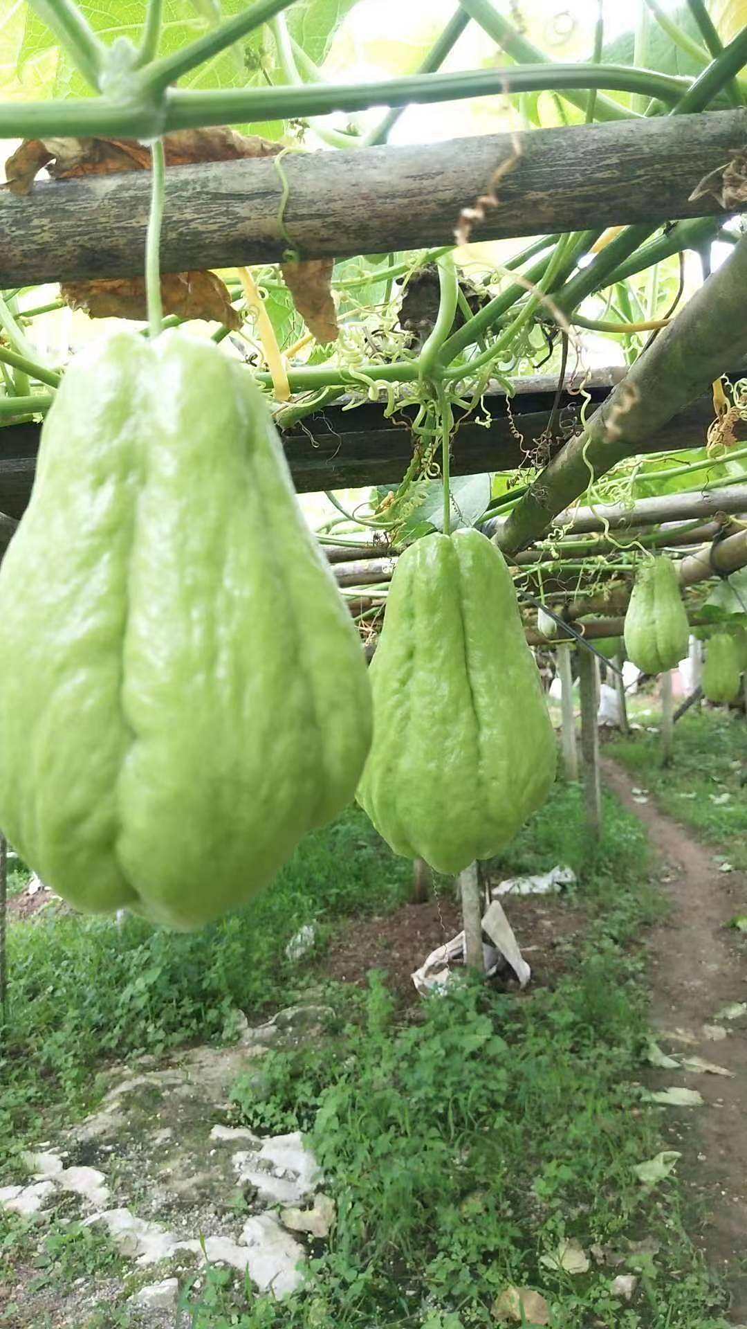 北方种植的佛手瓜过冬的方法-度小视