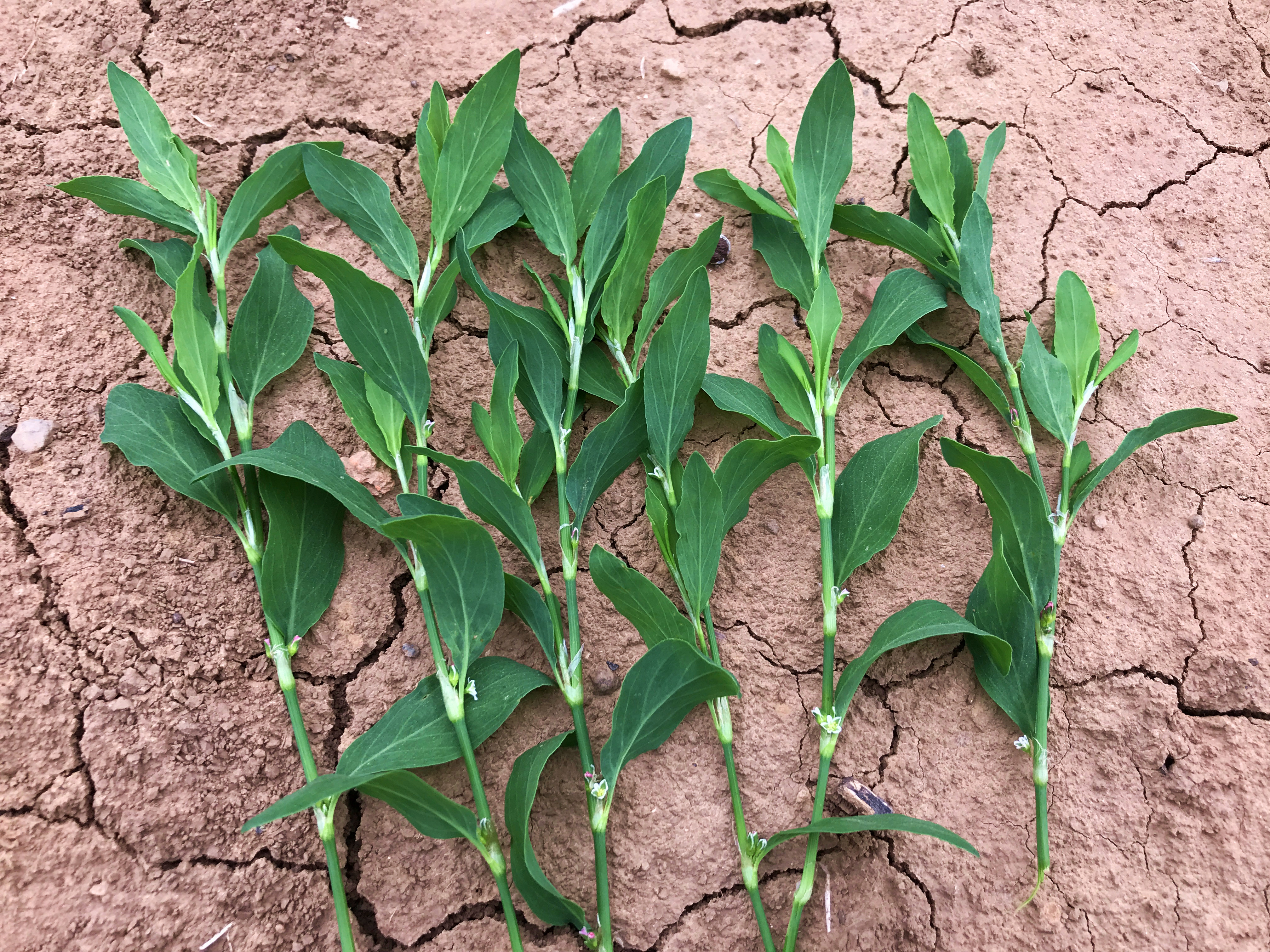 猪牙草又名“萹蓄”价值高,农村即将消失的植物,帮大忙