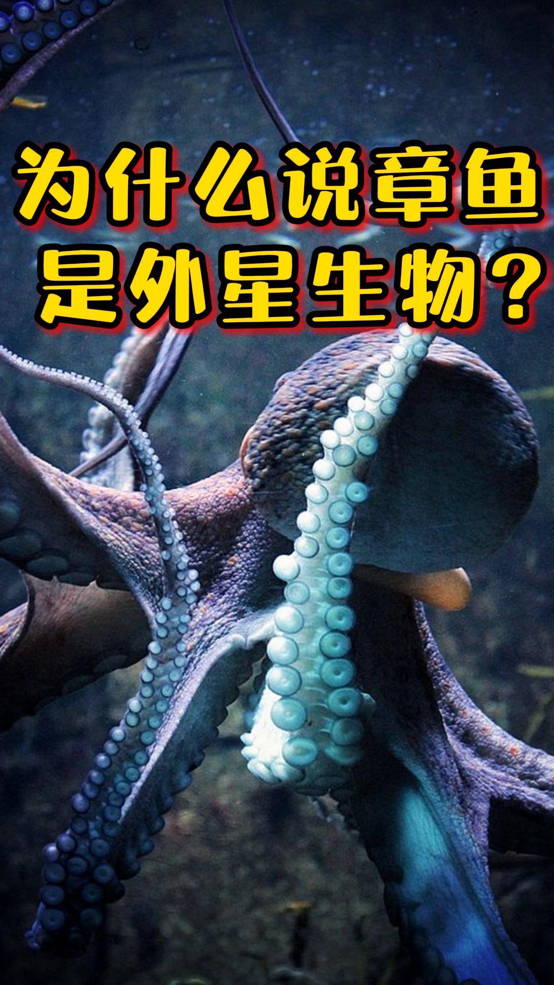 为什么章鱼被称为外星生物九个大脑三个心脏