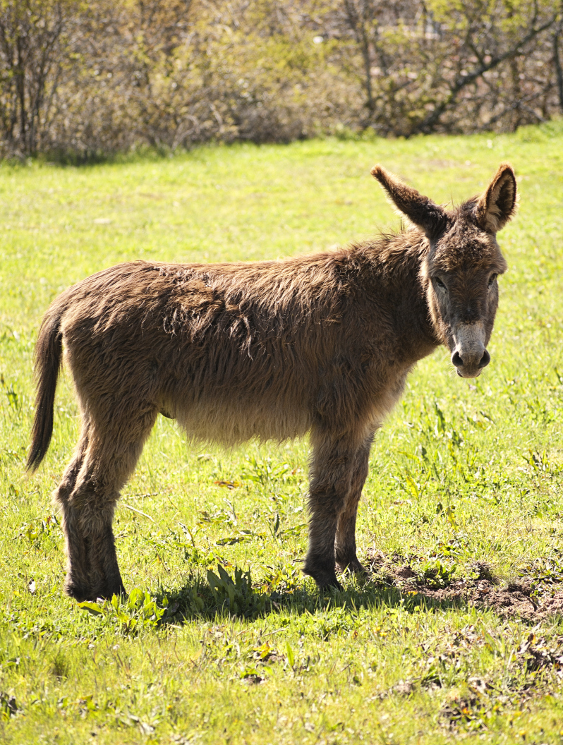 不同国家的驴叫:俄罗斯差点叫岔气,中国驴叫太独特了!2-度小视