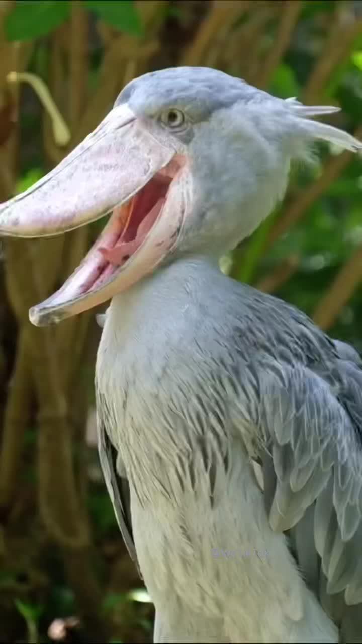 呆萌可爱的鲸头鹳