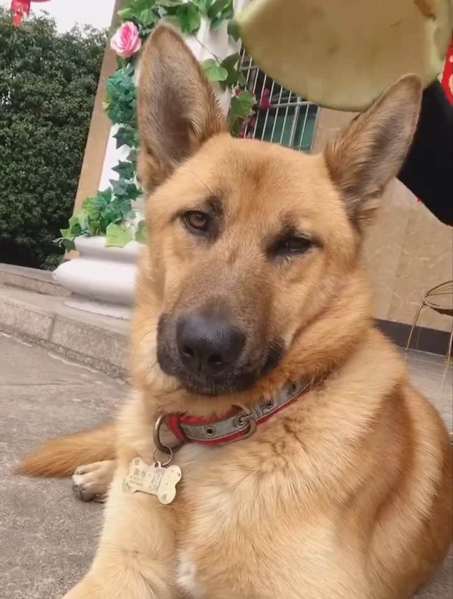 听说他长的像某个人?家有萌宠中华田园犬狼犬孕期倒计时-度小视