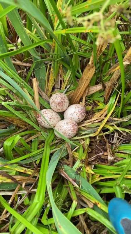 爆网吃鳝鱼,不爆网吃蛋炒饭,白面水鸡你自己看着办!-度小视