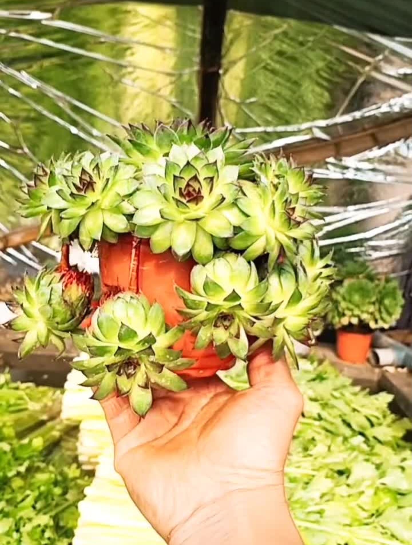 观音莲老桩,喜欢的朋友不要错过-度小视