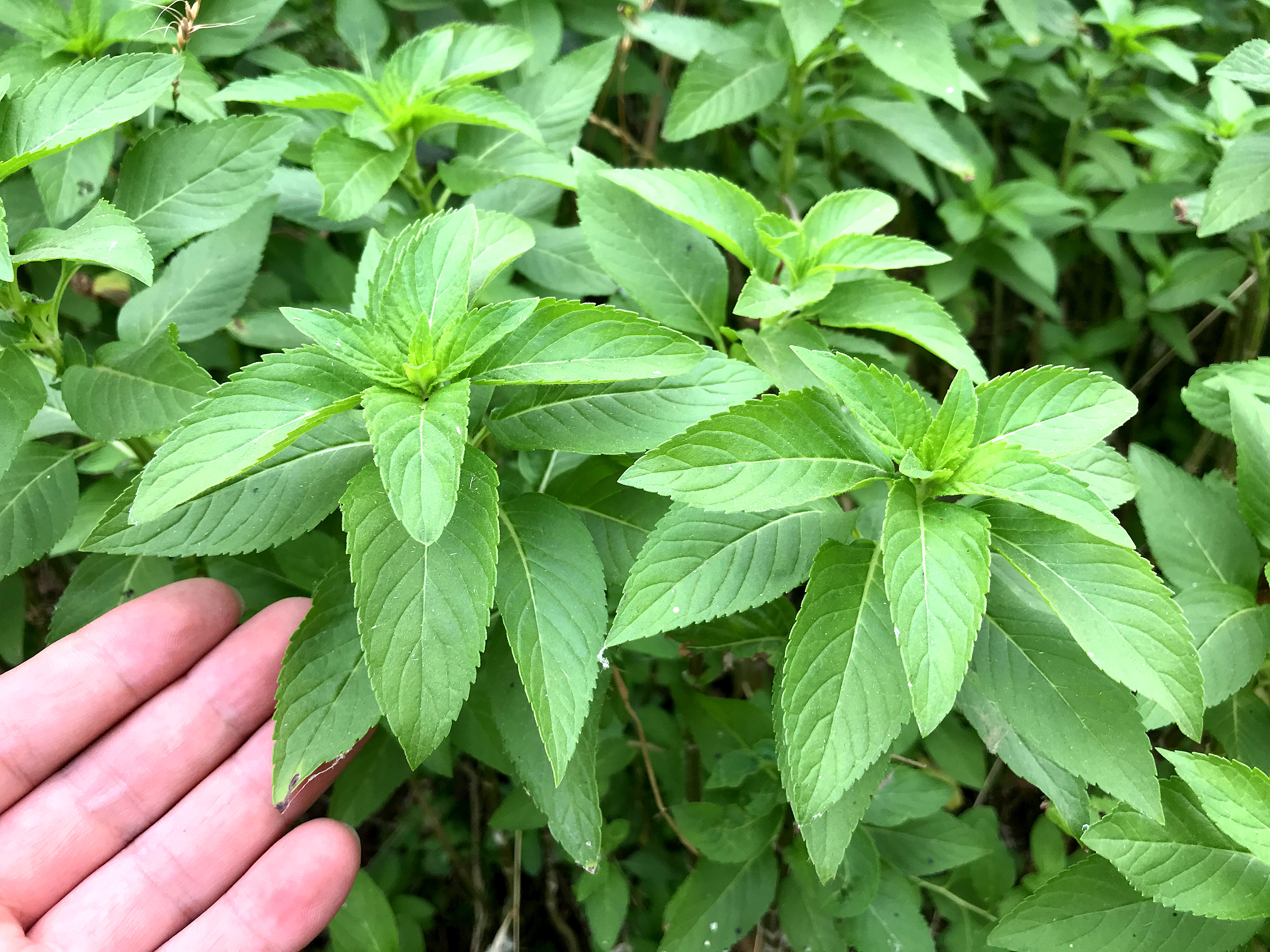 野薄荷到底有啥珍贵用途?懂的人当宝摘回家,快来认识了解下