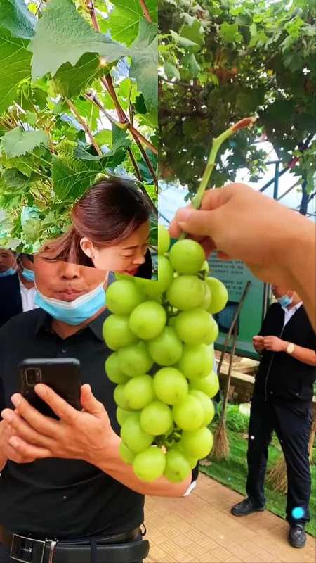 葡萄採摘園陽光玫瑰已經成熟糖度達到19超甜超甜本期培訓班帶你