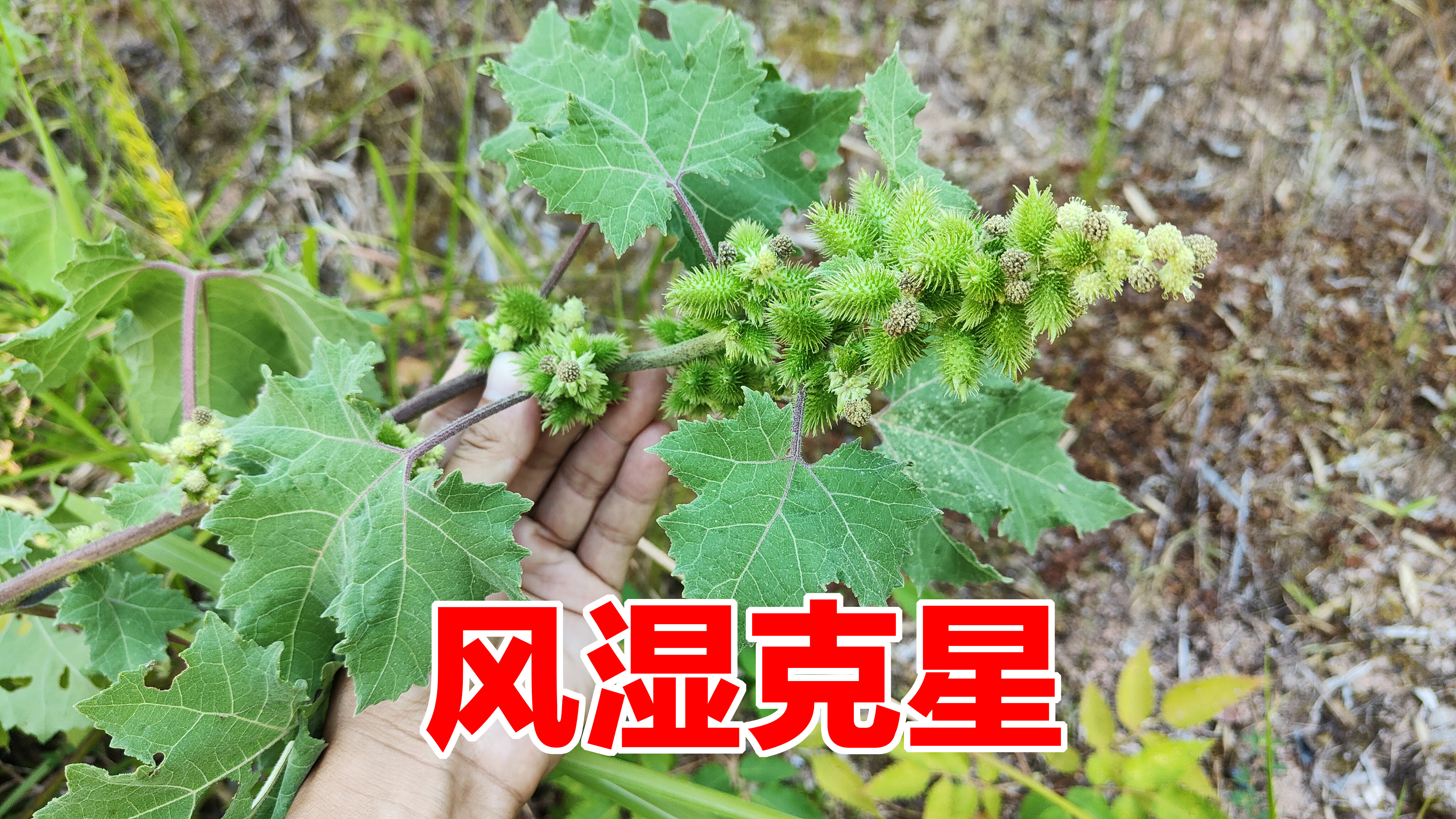 农村的苍耳子用来煮水价值这么大？可惜很多人不知道，看见摘回家