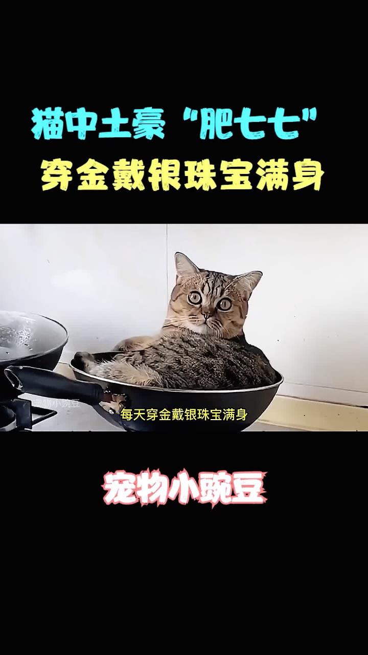 猫中土豪肥七七穿金戴银珠宝满身却天天被铲屎官pua