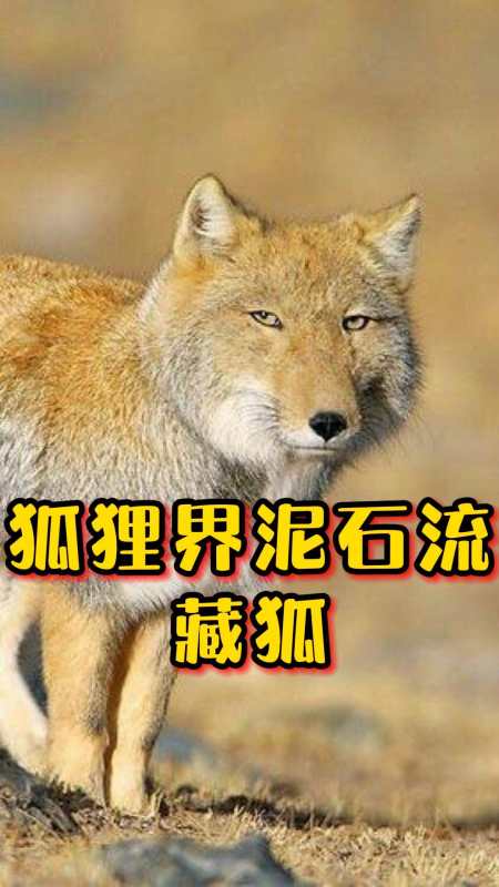 狐狸界的泥石流看着就很欠揍的藏狐到底有多奇葩