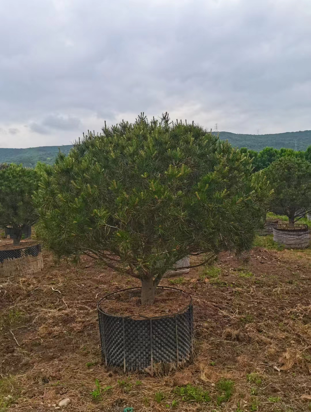 白皮松-造型白皮松-成品1.5米2米2.5米-度小视