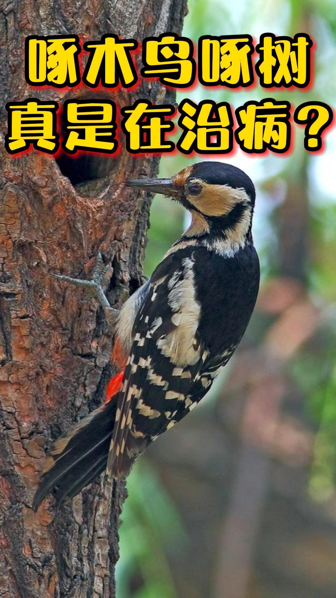 被称为森林医生的啄木鸟到底是益鸟还是害鸟