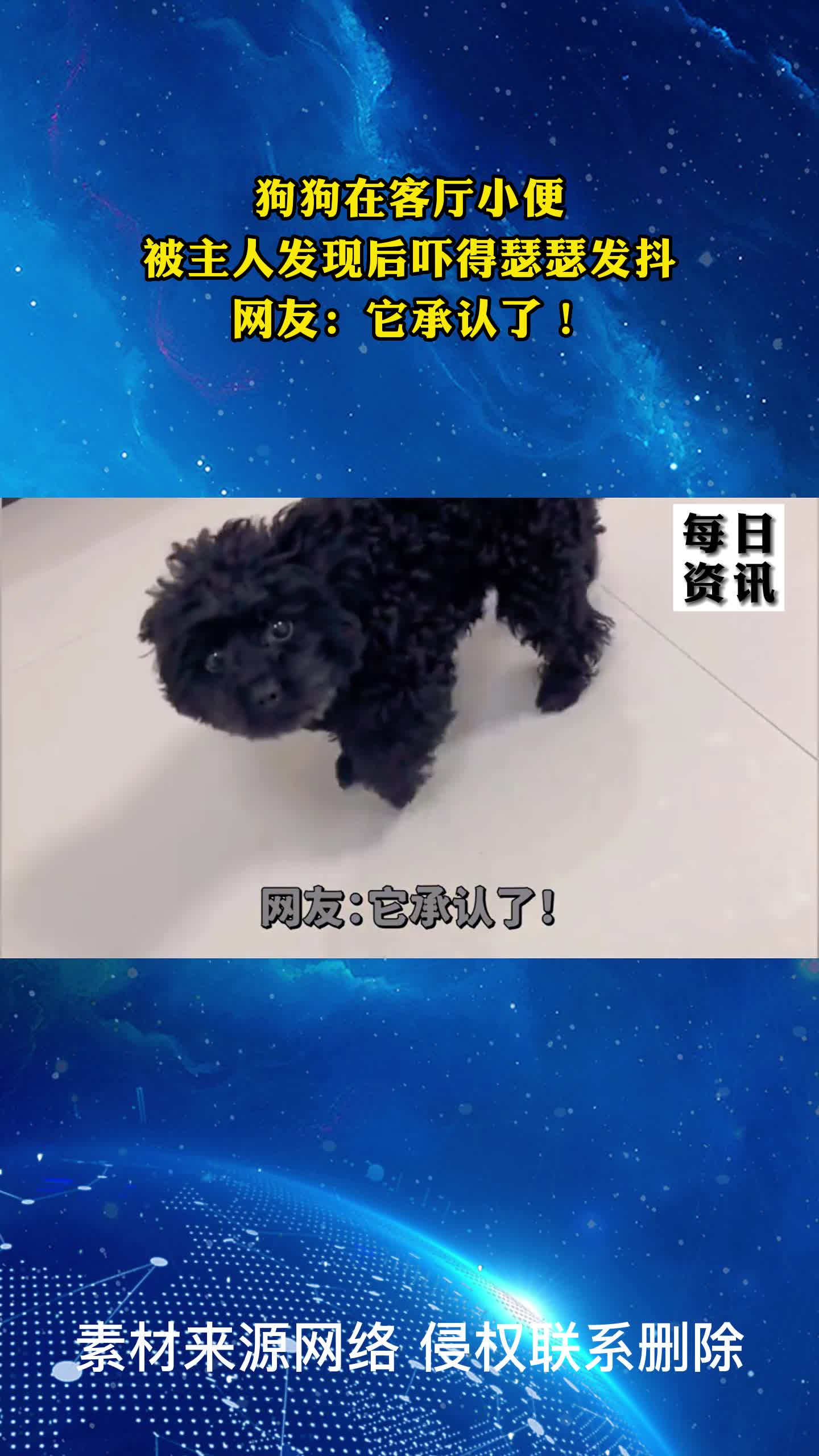 狗狗在客厅小便,被主人发现后吓得瑟瑟发抖,网友:它承认了!-度小视