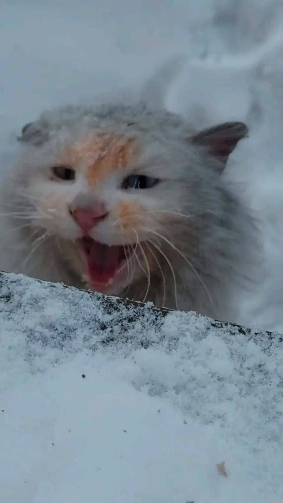 据说在一个冬天里会有60%的流浪猫冻死,否则肆意繁殖会成为灾难