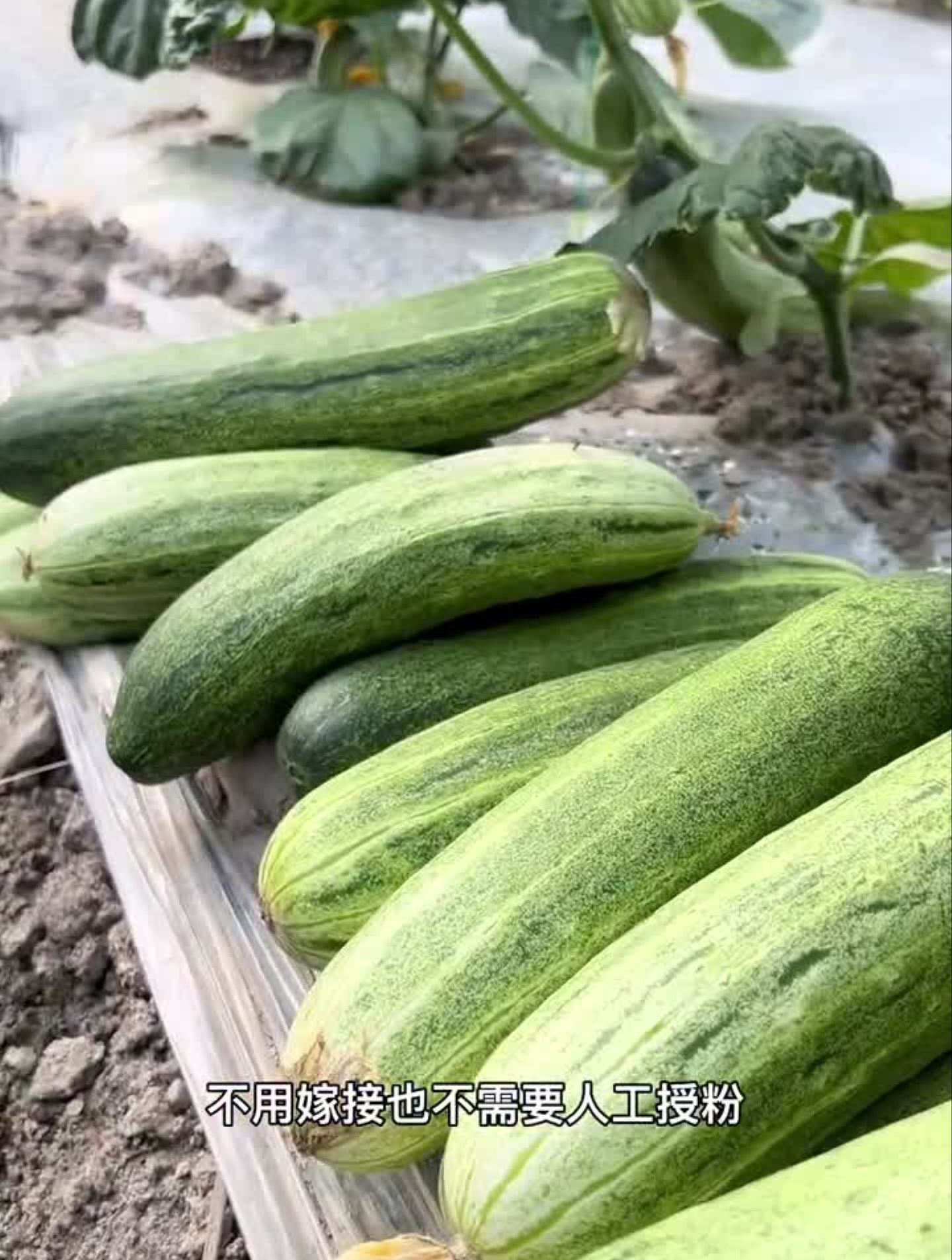 本地黄瓜口感不错,喜欢你们也种几颗!本地黄瓜水果黄瓜