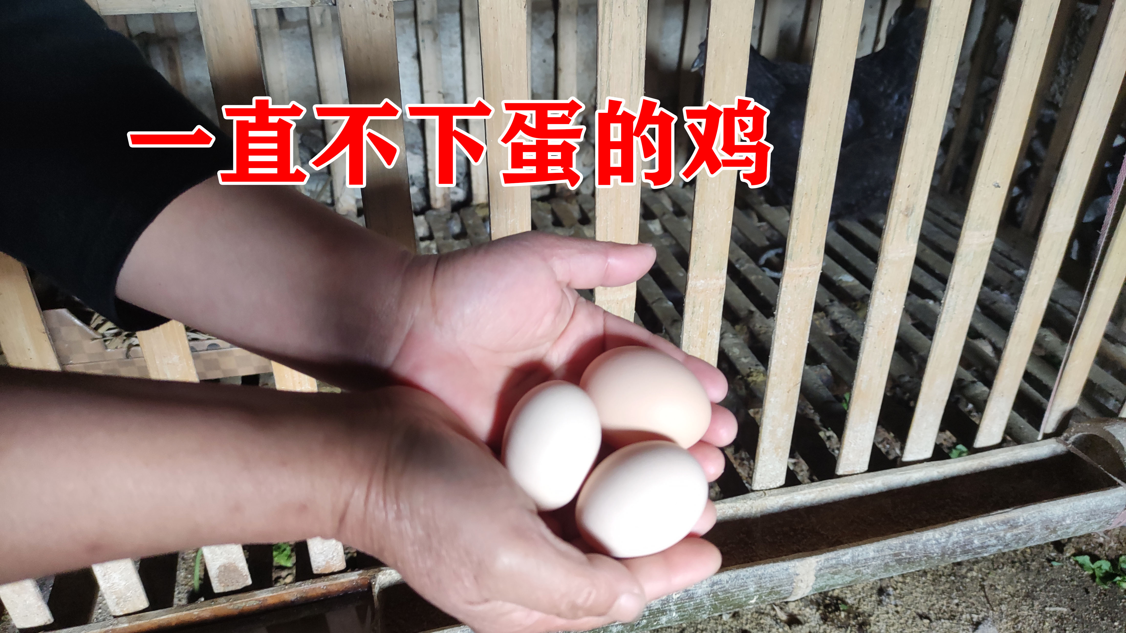 养了一年的母鸡不下蛋,媳妇用简单方法,第2天就收获了新鲜蛋
