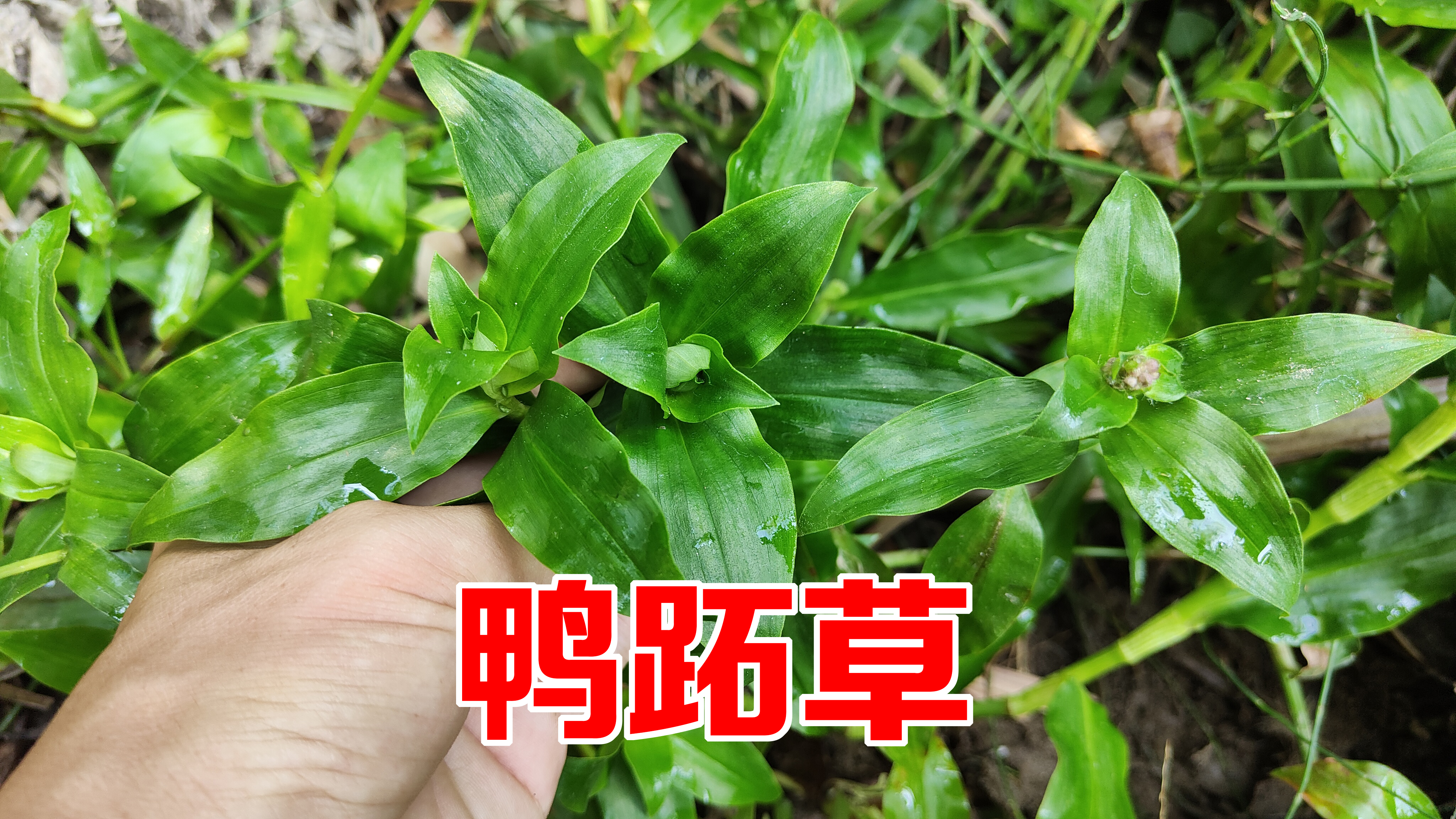 农村的鸭跖草又名鸡舌草,用来煮水价值大,可惜很多人却不知道