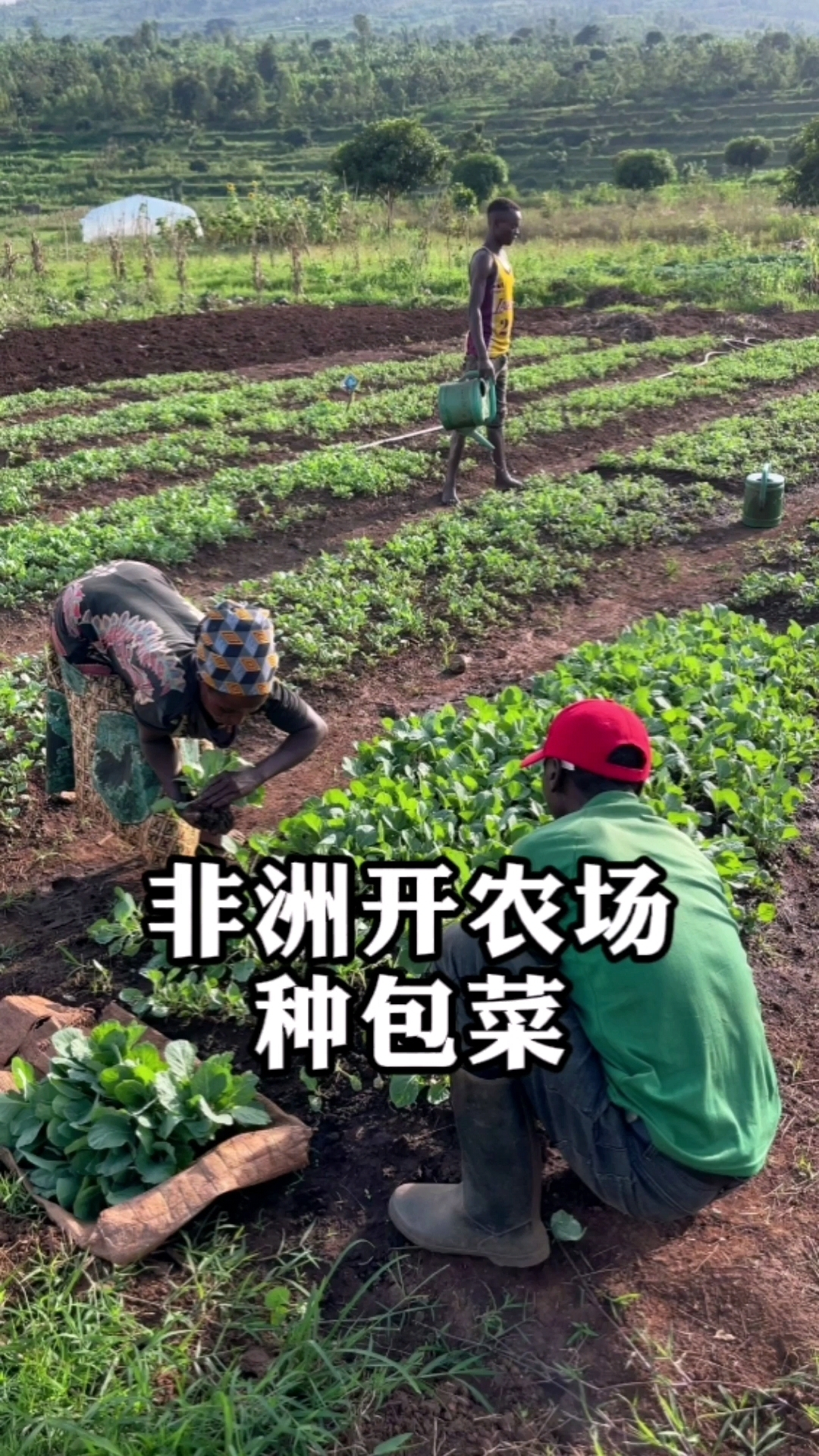 我在非洲開農場準備大規模種包菜為盧旺達首富努力