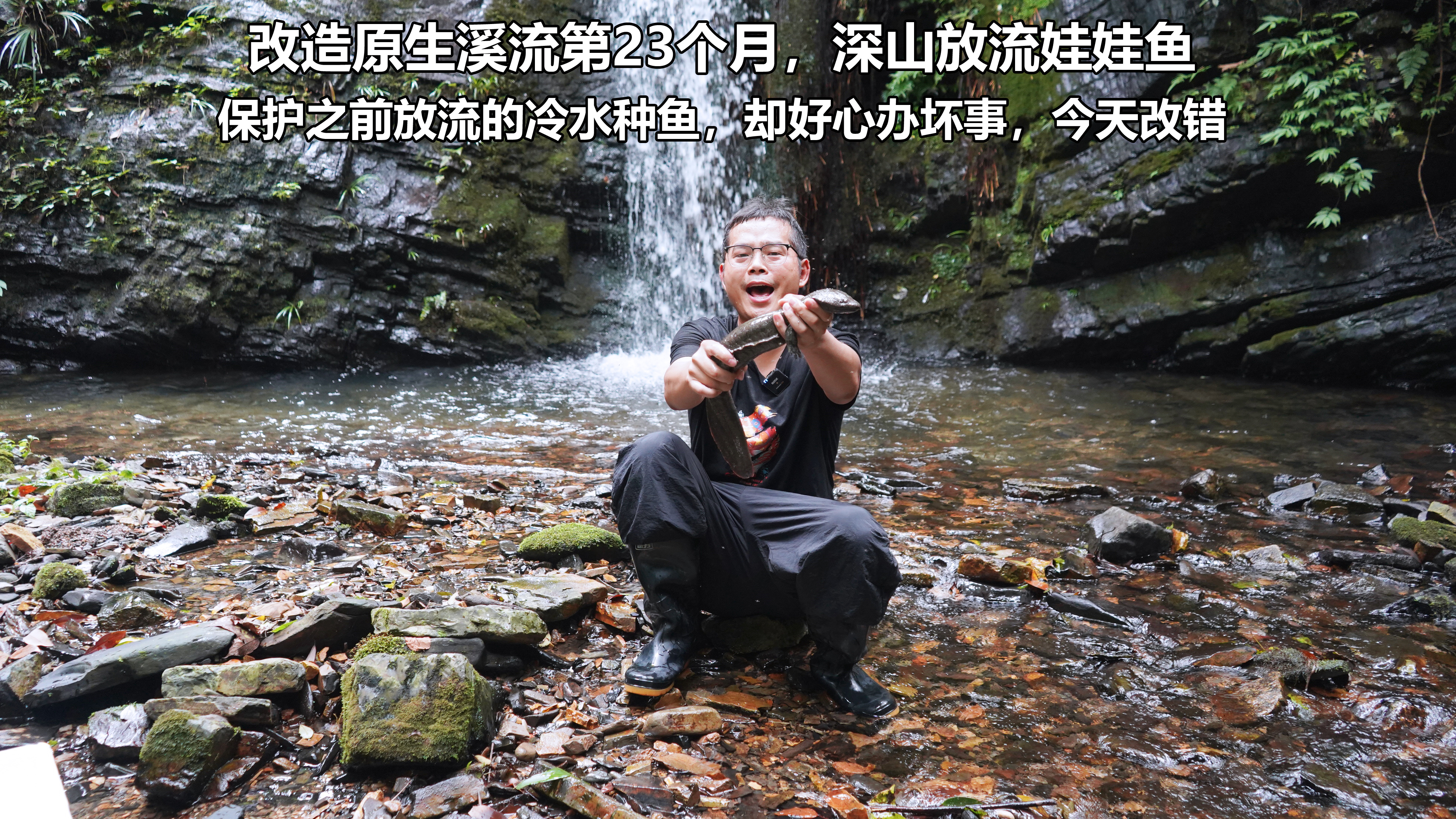 改造原生溪流第23个月，放流娃娃鱼保护冷水鱼群，却好心办了坏事