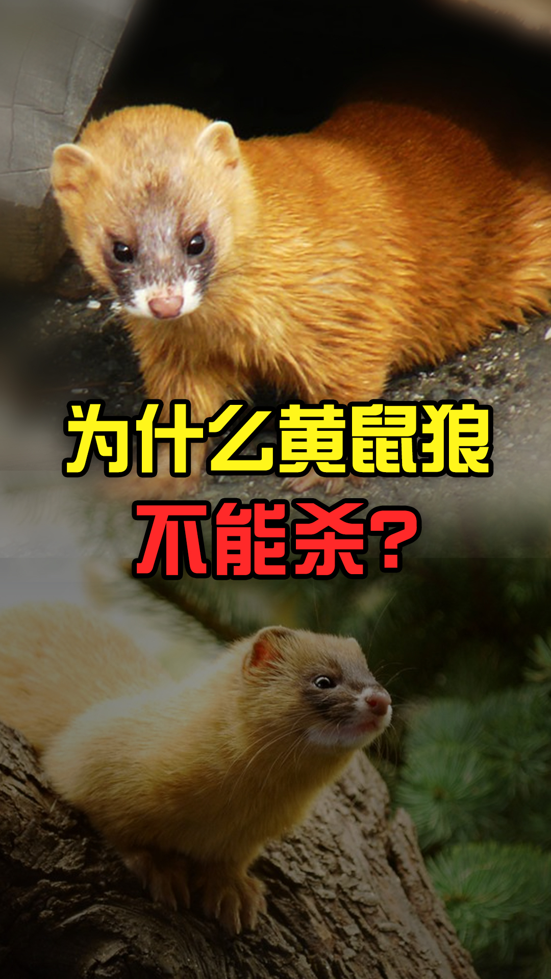 为什么黄鼠狼不能杀背后的真相到底是什么