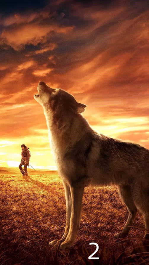 电影解说狼伴归途人与狼的感情