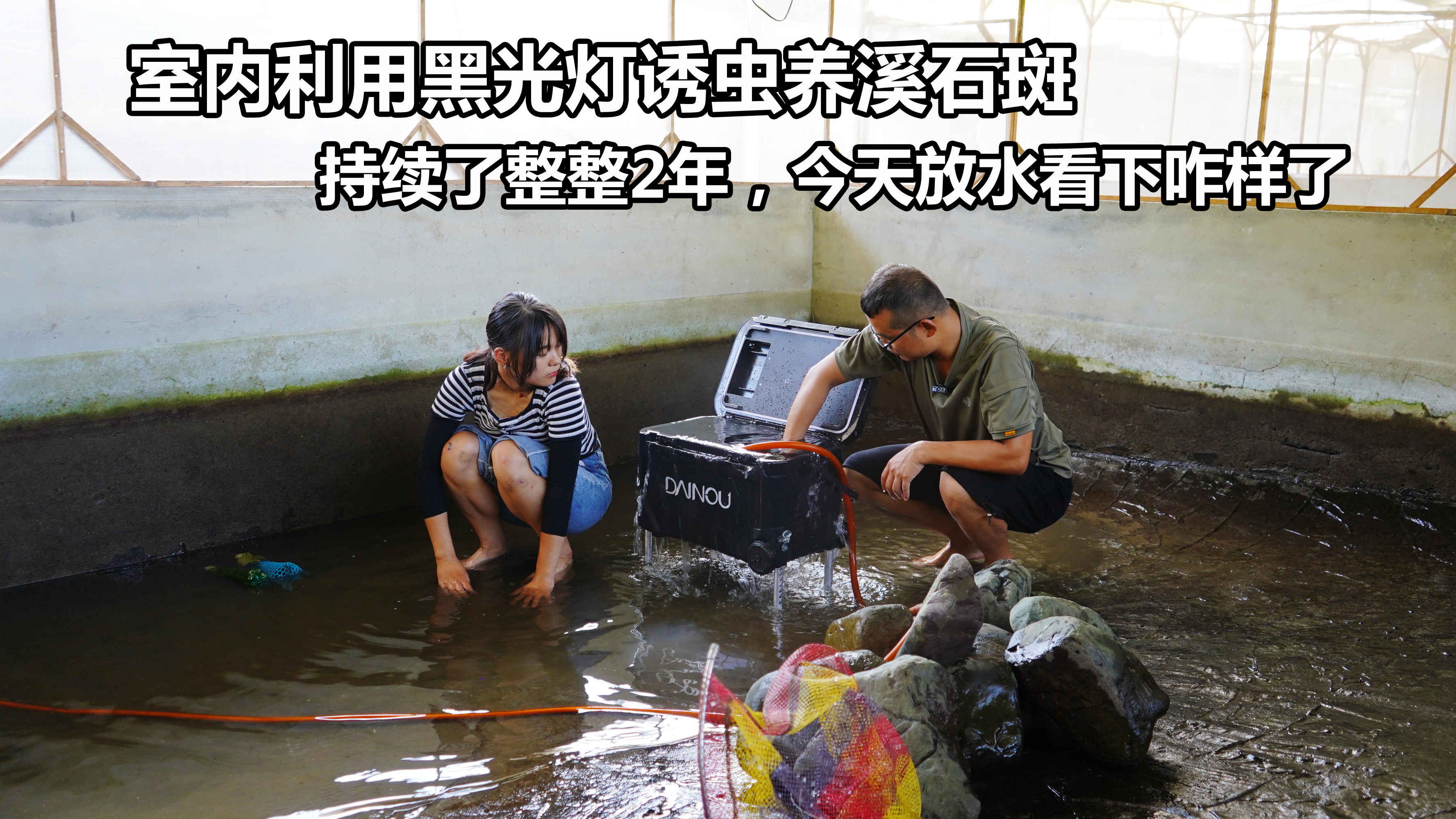 利用黑光灯诱虫养溪石斑,过去整整2年了,今天放水看下养鱼效果