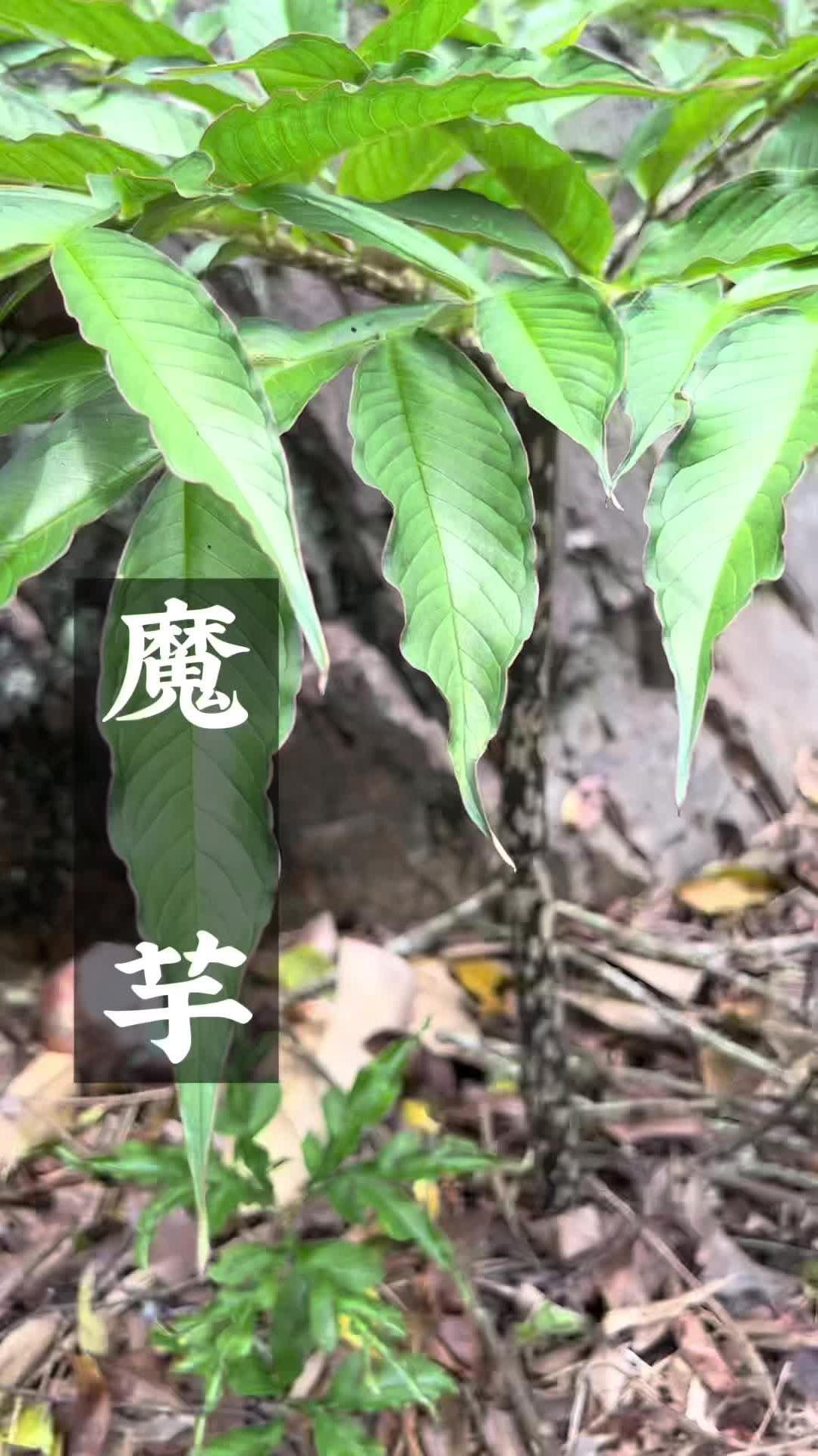 魔芋是天南星科魔芋属的总称,生魔芋是有毒的不可以生吃哦