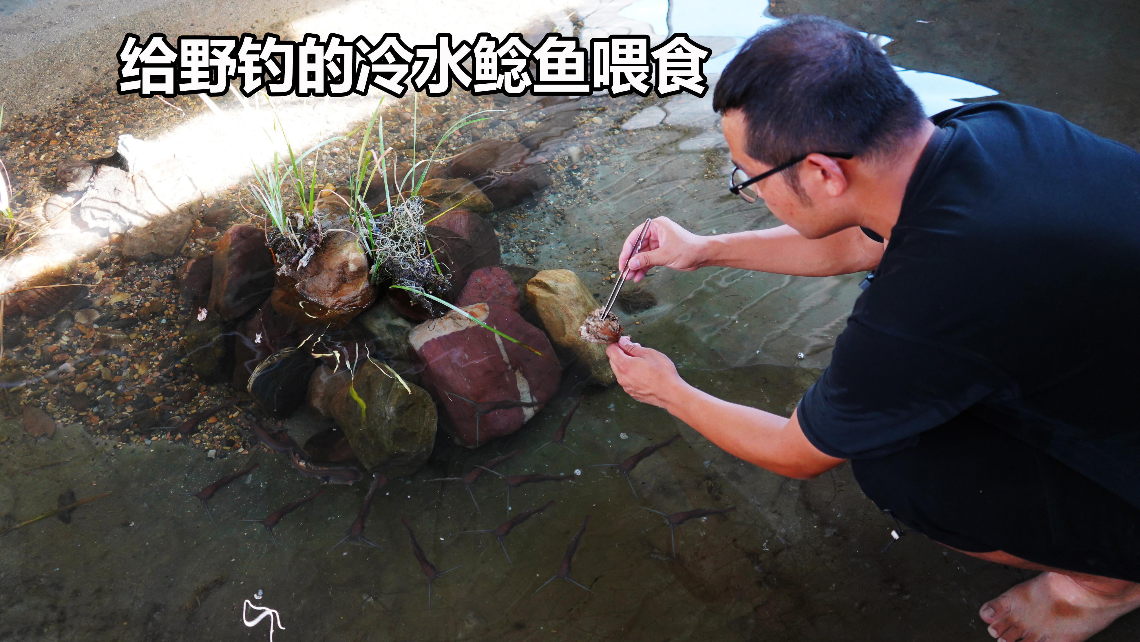池里野钓的冷水鲶鱼迎来首次喂食,抢食蜂蛹太野蛮,完全恢复野性