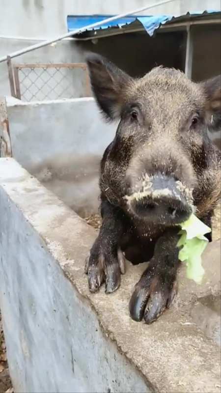 段姐的养野猪生活日常视频分享