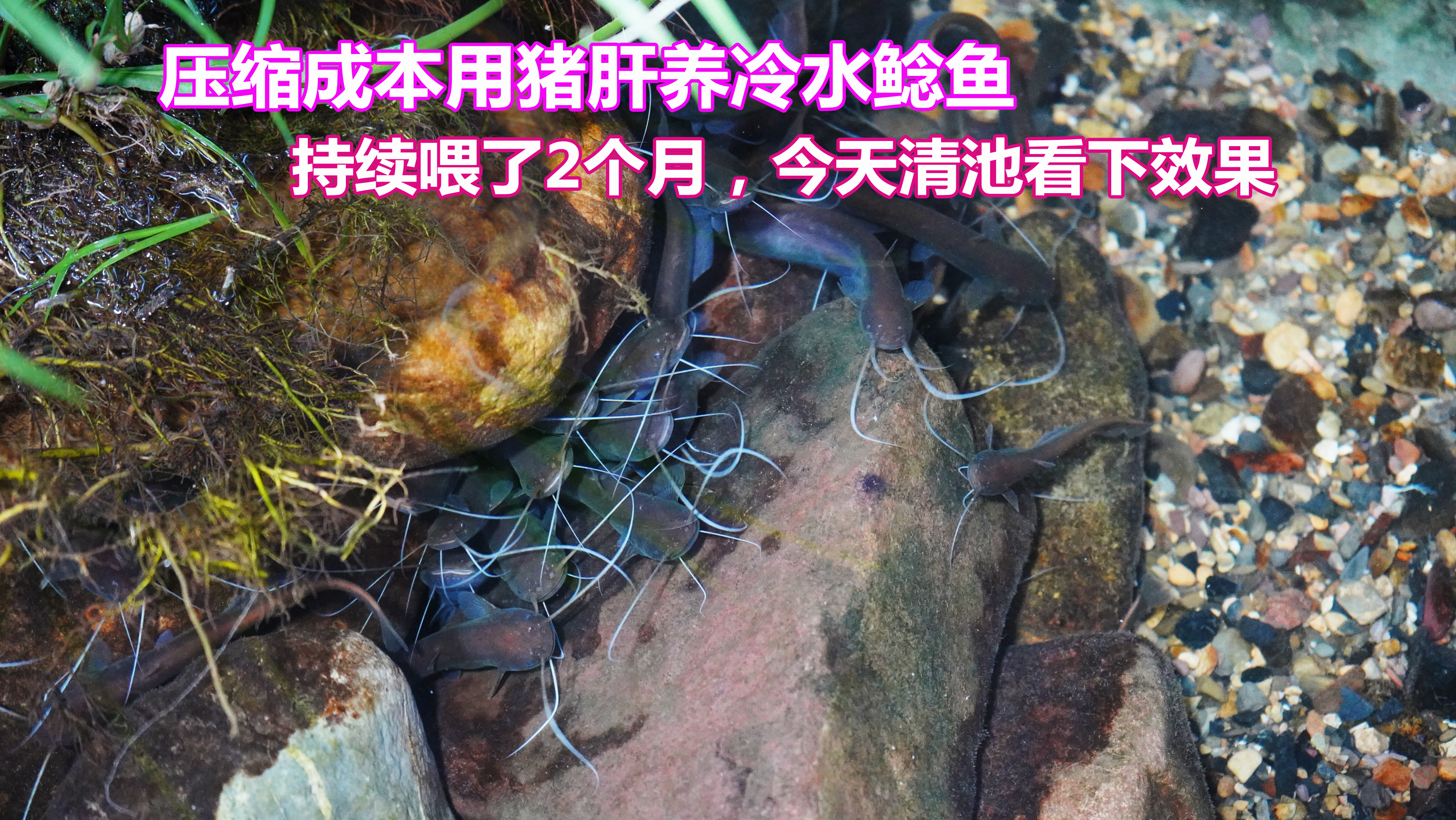 用低成本猪肝养卖价200一斤的冷水石鲶,2个月了,今天清池看效果