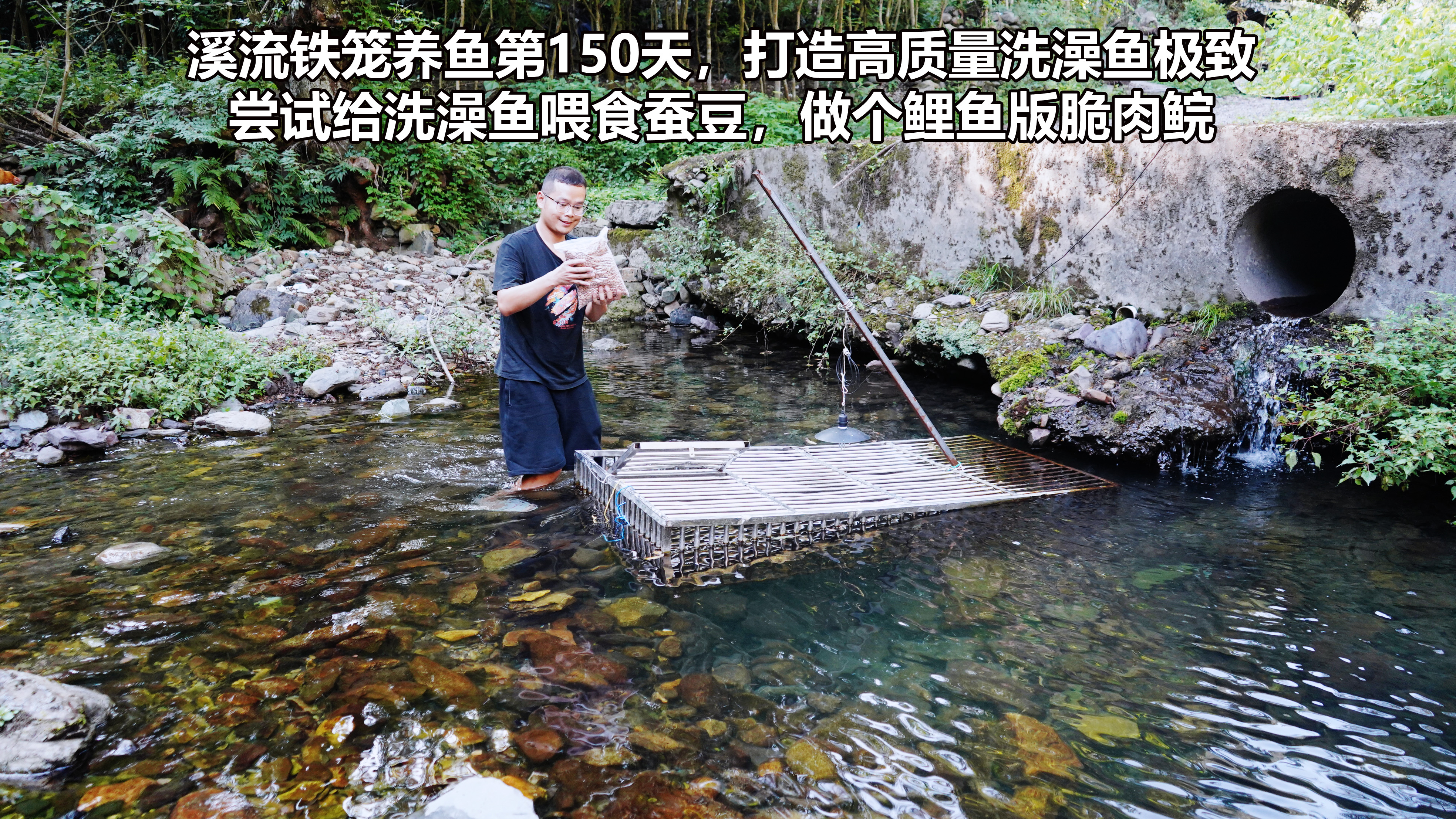 铁笼养鱼第150天，把养高质量洗澡鱼做到极致，鲤鱼版脆肉鲩来了
