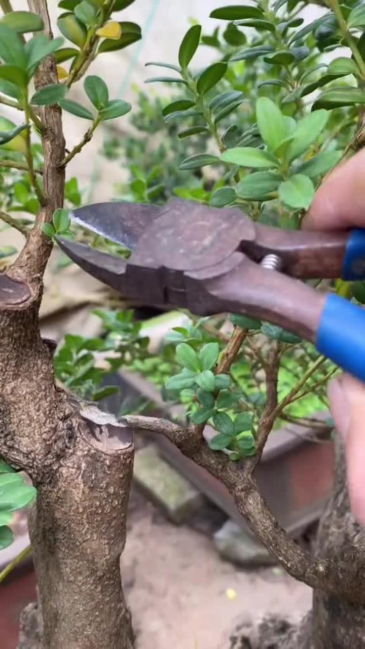 黄杨盆景枝条的修剪口诀,你学会了吗-度小视