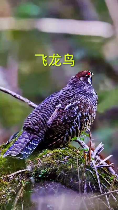 爱护大自然保护野生动物飞龙鸟花尾榛鸡