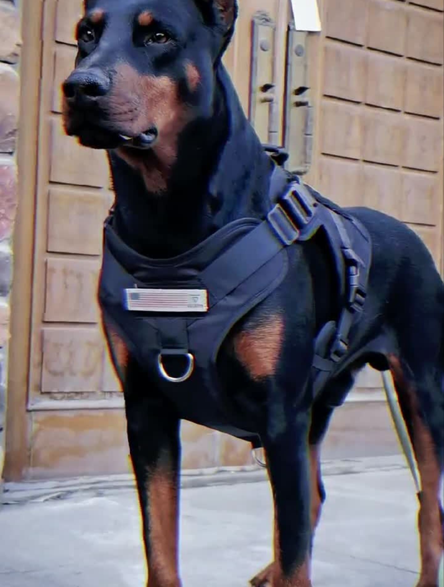 霸气杜宾,犬黑虎豪横的黑虎
