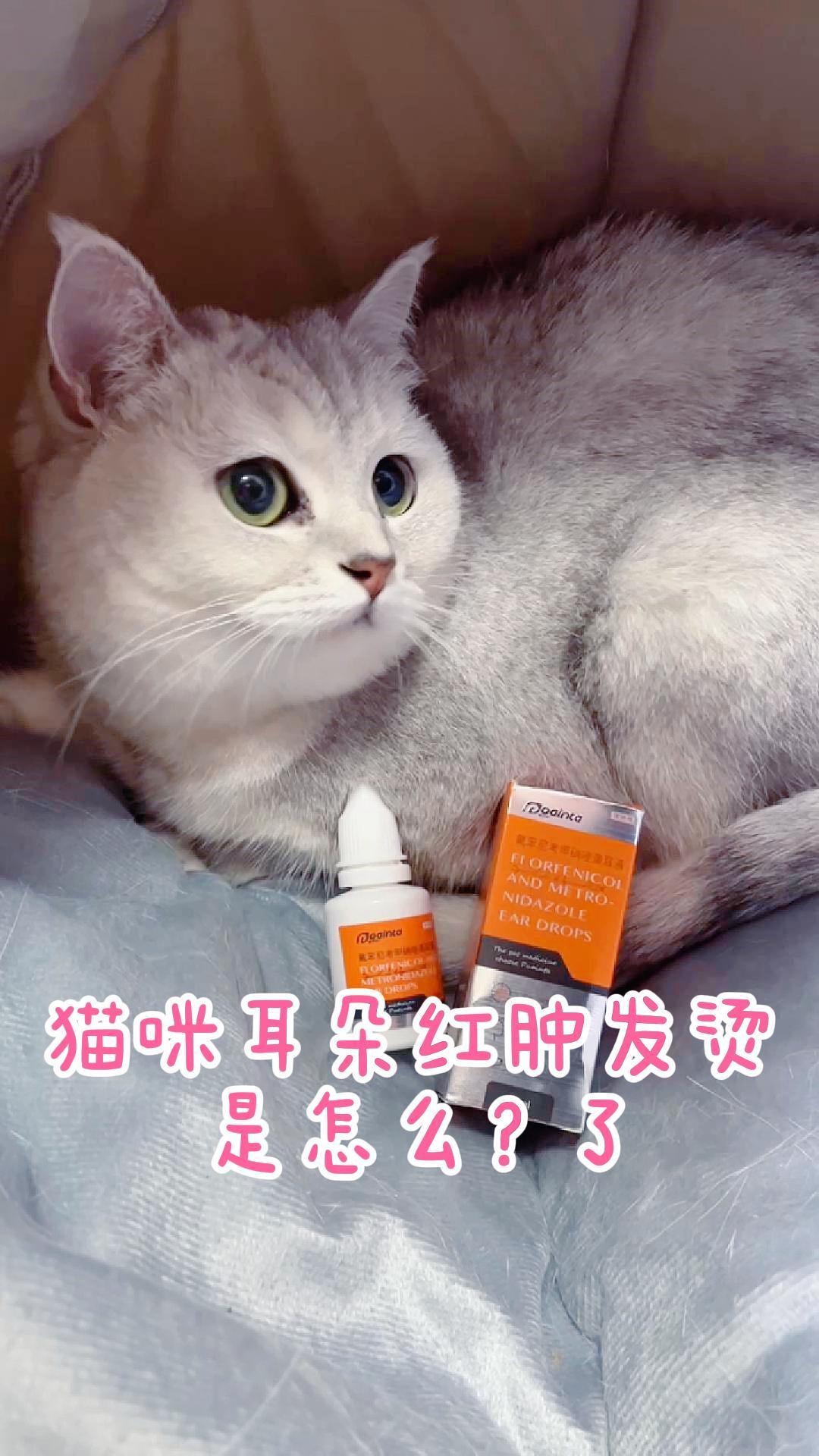 猫咪耳朵红肿发烫是怎么了