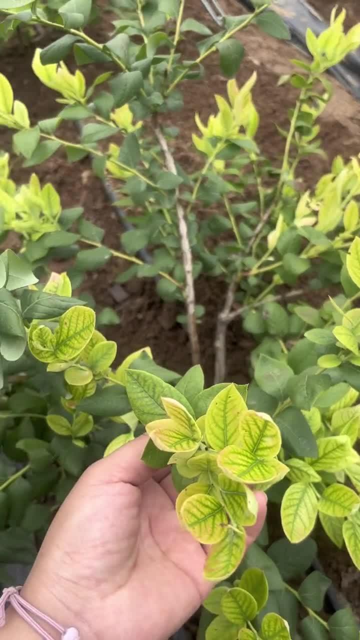 蓝莓叶片出现这种黄叶,我们要重视,及时解决才能不影响花芽分化