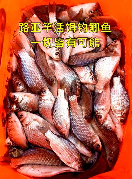 路亚竿活饵钓鲫鱼,估计很多人见都没见过,今天试钓果然霸气十足-度小