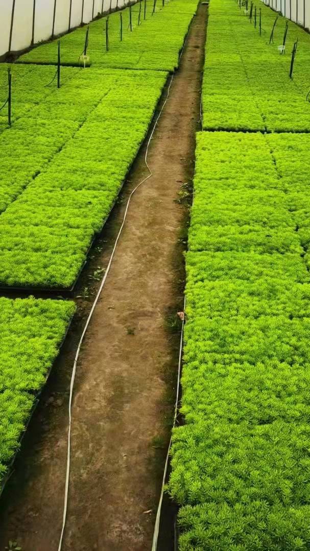 开封前方园艺五色草种苗 造型种植基地-度小视