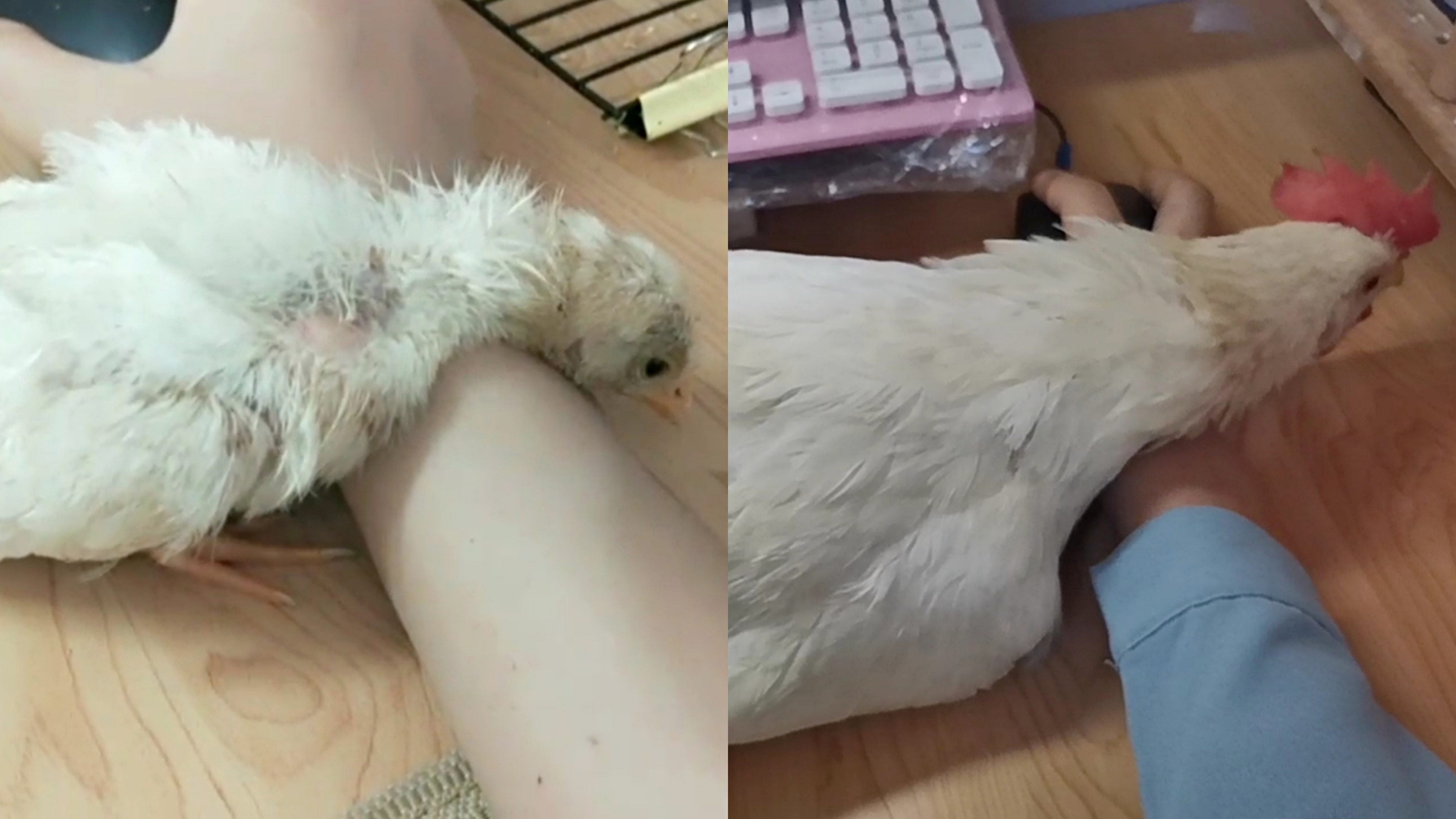 「鸡」小鸡长大了还像小时候一样喜欢枕着我的手睡觉!