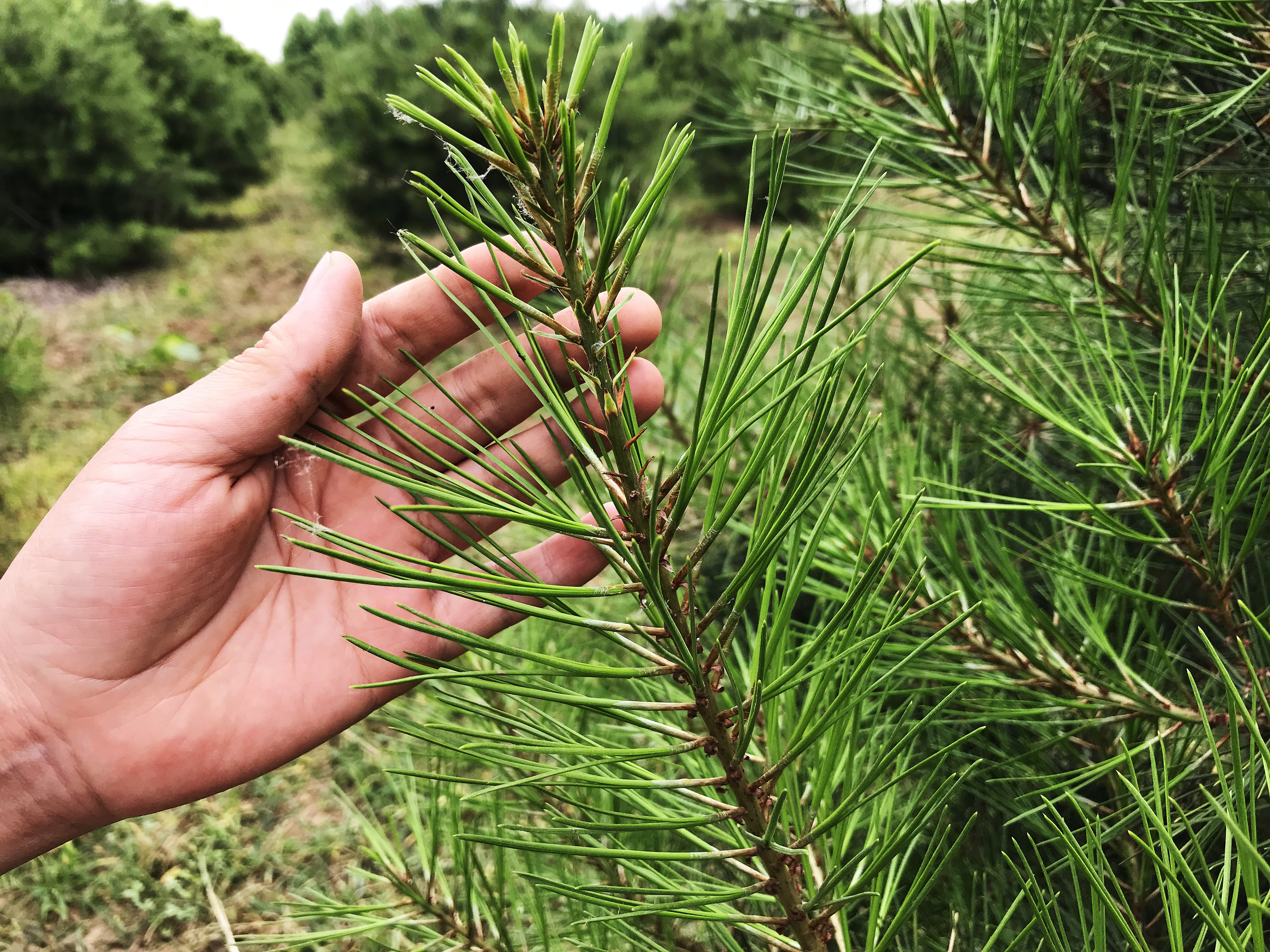 松针煮水原来价值那么高，80岁老爷爷教我一招，3大妙用厉害了