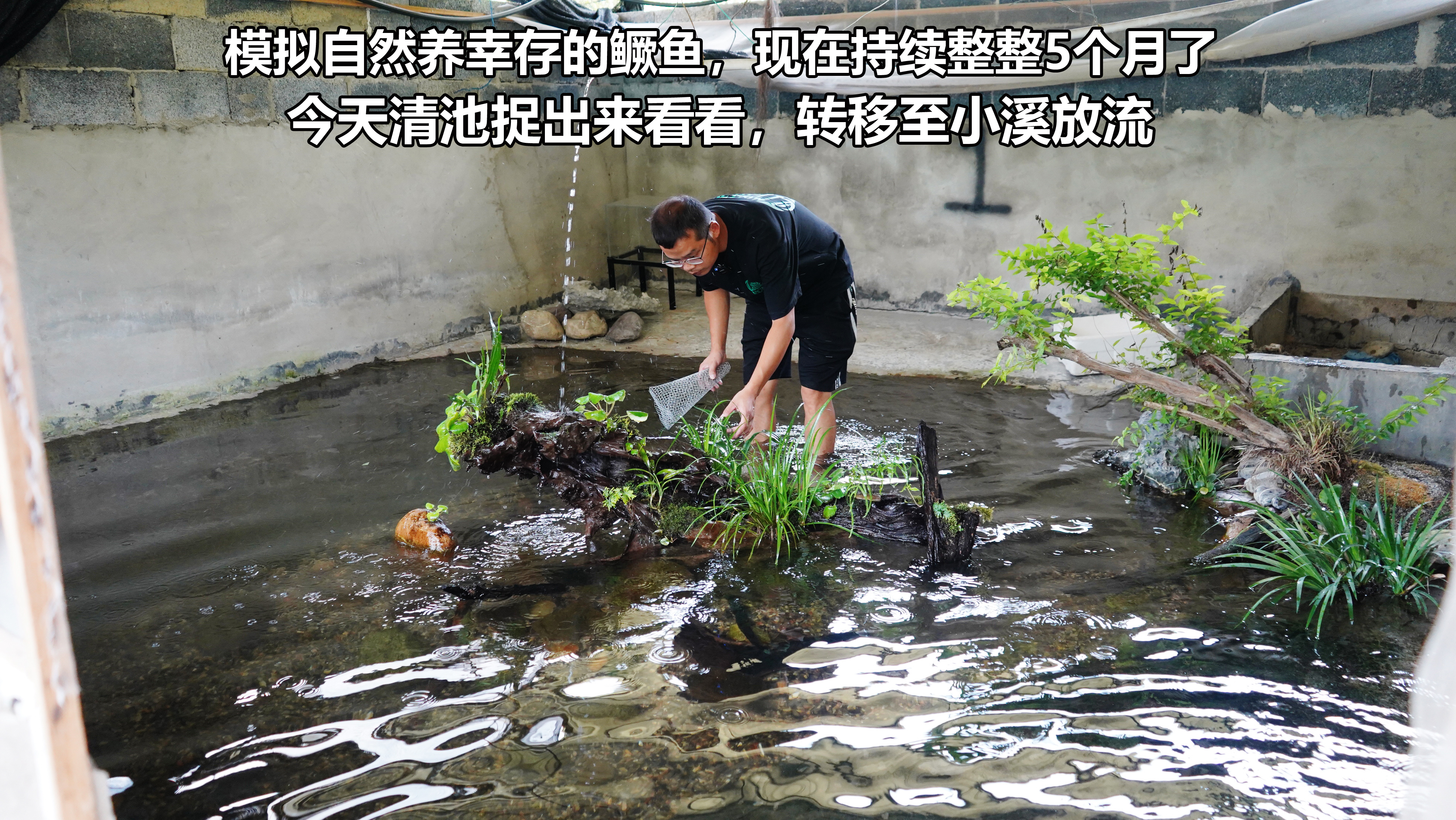 模拟自然养鳜鱼持续了整整5个月，今天清池查看，然后小溪放流