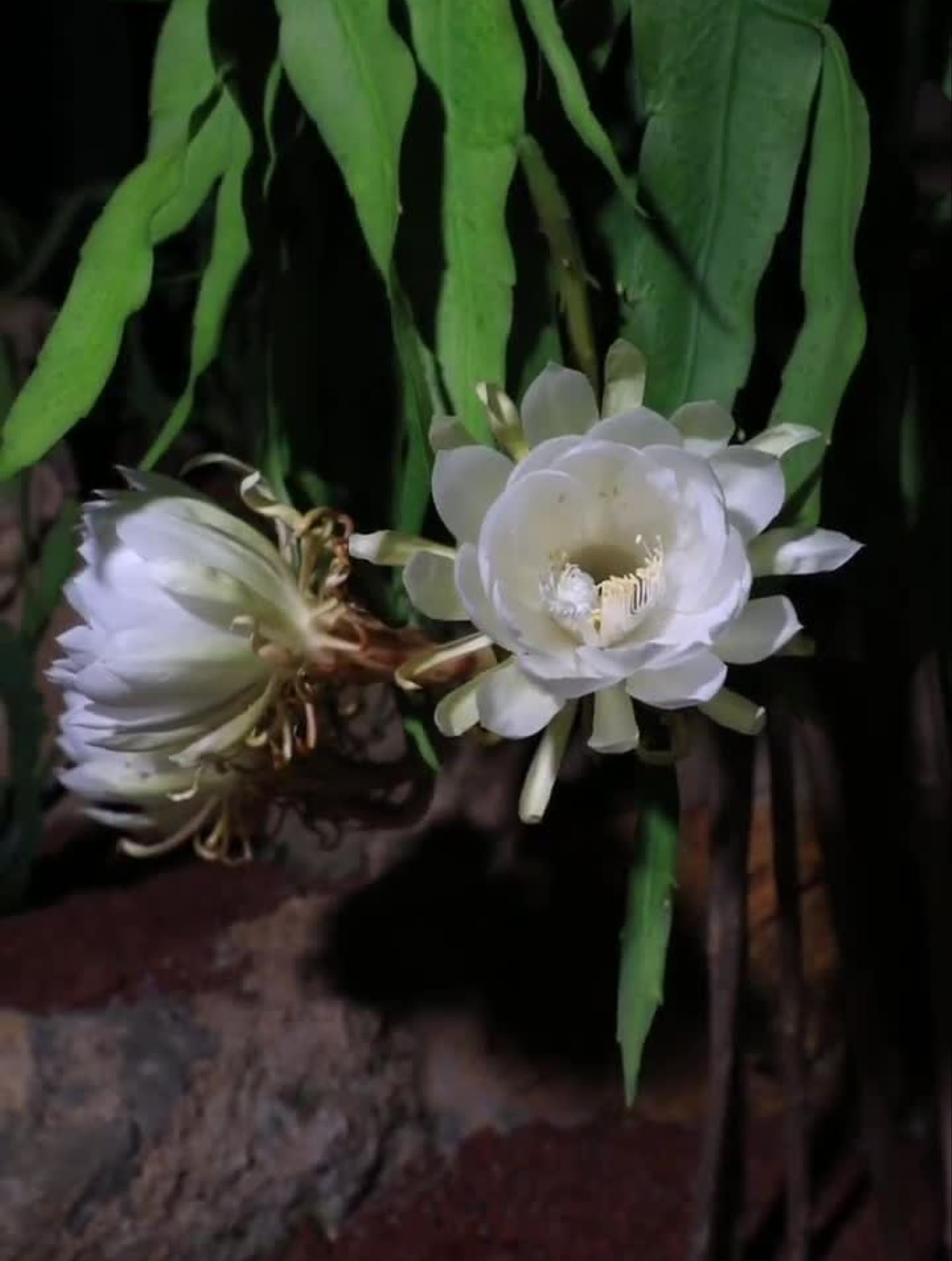 今天给大家介绍几个昙花品种-度小视