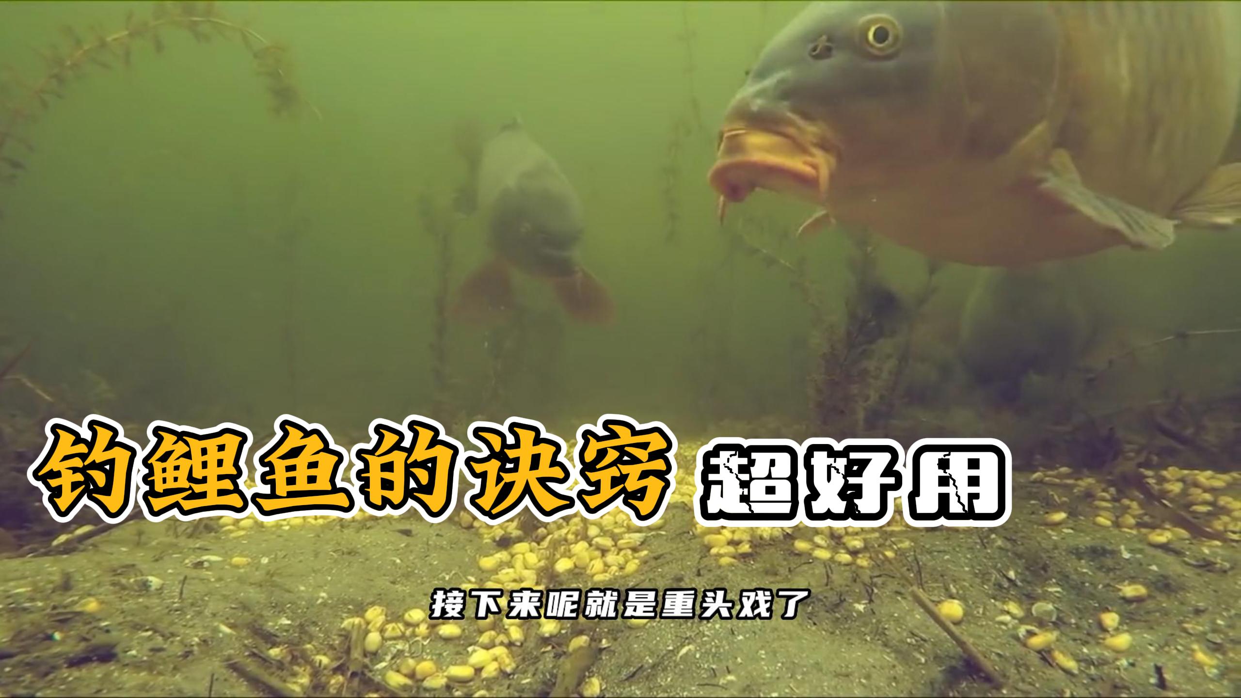 钓大鲤大草鱼新玩法,老坛玉米开饵,最近累的胳膊疼