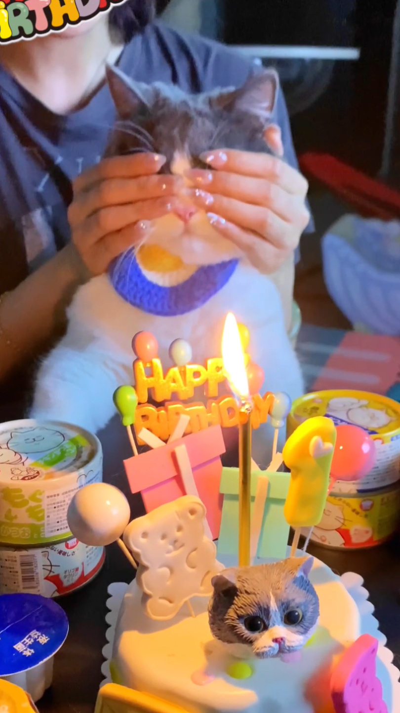 猫猫过生日也要许愿